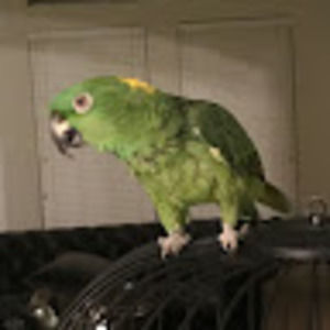 Meet your Posher, Odie